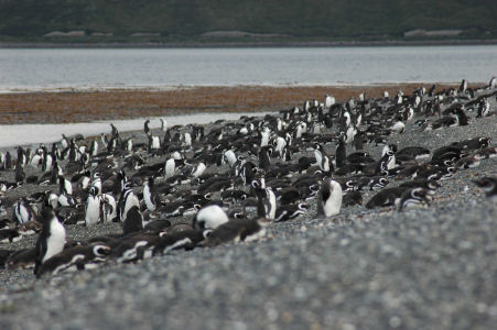 magellanic beach.JPG